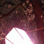 新橋公園の桜　ここも遊郭？