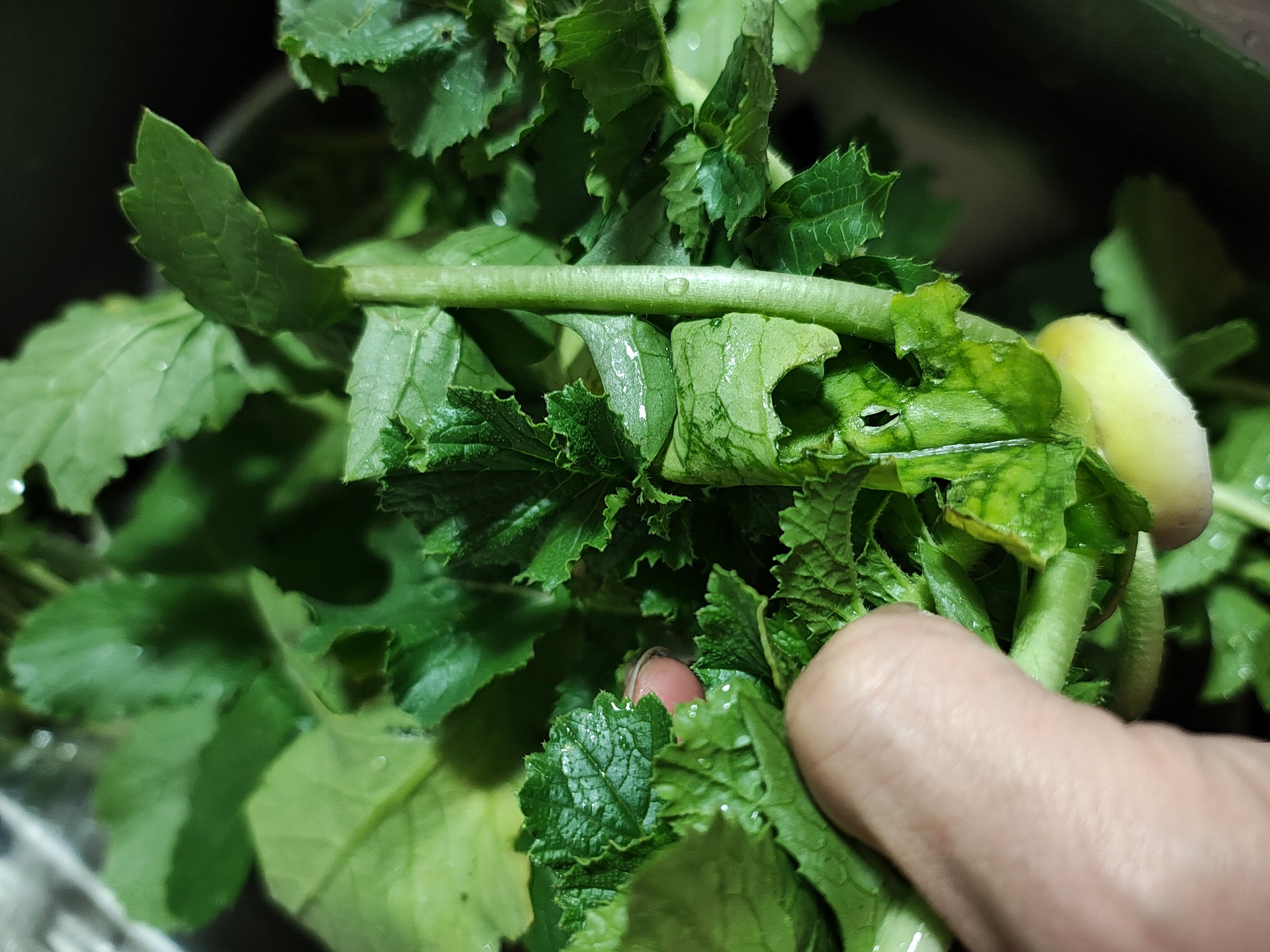 IMG_20251216_200352451_HDR