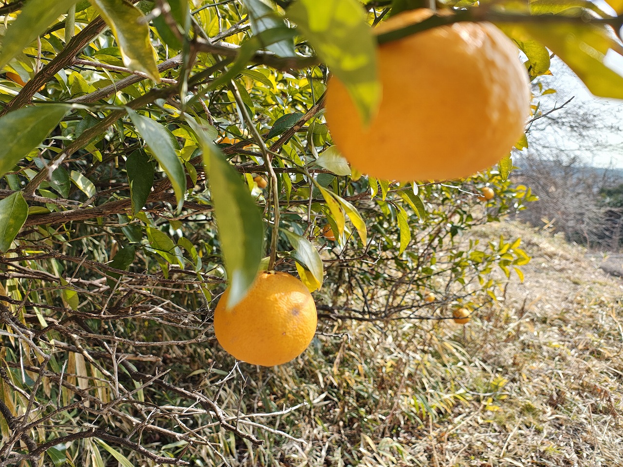 IMG_20260212_104904366_HDR