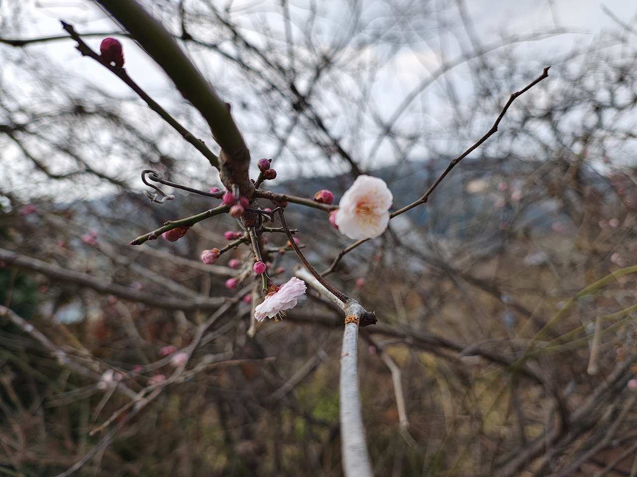 IMG_20260212_105546867_HDR