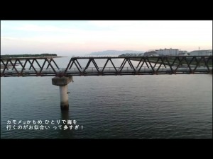 橋の上のカモメ