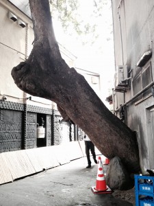 木の力１　京都川原町