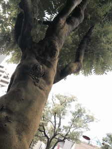 木の力２　神戸三宮