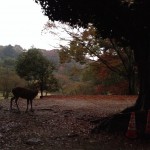 奈良での夕暮れの鹿（まほろば）