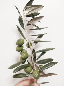 olivekajitu